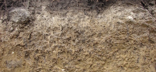 Definición del suelo y los horizontes