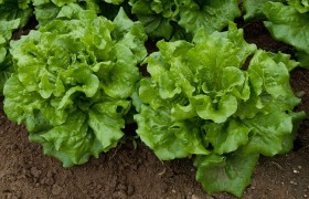 La manipulación del contenido en nutrientes en lechuga a través del nitrógeno de la fertilización