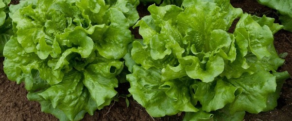 La manipulación del contenido en nutrientes en lechuga a través del nitrógeno de la fertilización